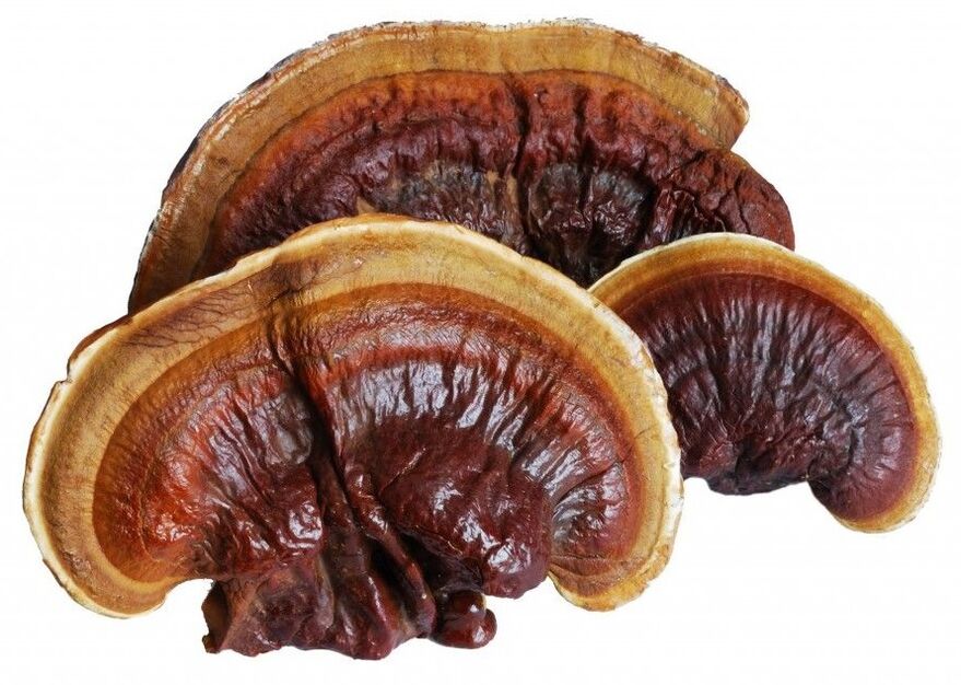 Magicoa contains Ganoderma lucidum